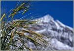 Ahrntal Natur - Prodotti naturali dalla Valle Aurina